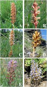 Image result for Orobanche