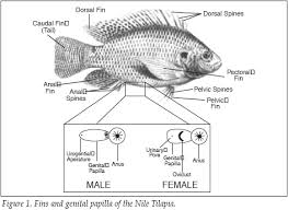 Farming Tilapia Life History And Biology The Fish Site