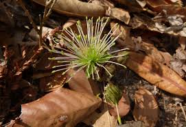 Image result for Ritchiea