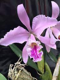 Orquidea Cattleya Mossiae Beautiful Orchids Cattleya Dendrobium Orchids