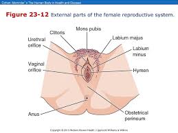 Check spelling or type a new query. Ppt Chapter 23 The Male And Female Reproductive Systems Powerpoint Presentation Id 5647583