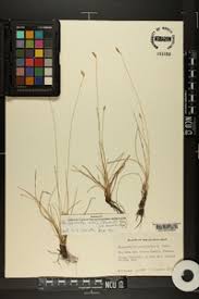 Image result for Abildgaardia ovata