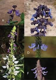 Image result for Coleus kapatensis