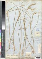 Image result for Sehima