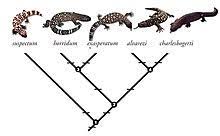 The mexican beaded lizard (heloderma horridum) is a species of lizard in the family helodermatidae, one of the two species of venomous beaded lizards found principally in mexico and southern guatemala. Gila Monster Wikipedia