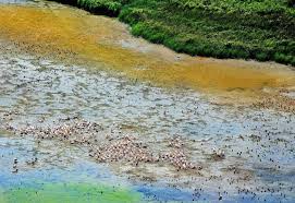 Vegetația deltei dunării este preponderent specifică zonelor. RezervaÈia Biosferei Delta DunÄrii Din Tulcea Planiada