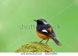 Bird With Orange Wings Stock Photo Daurian Redstart Phoenicurus Auroreus Lovely Orange Bird With Black Wings And Silver Head Showing It Stock Photos Orange Bird Blurred Background