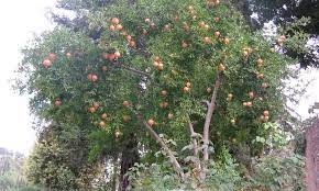 Red flower of a pomegranate tree on a blurred green background. Pomegranate Tree A Festive Winter Harvest Epic Gardening