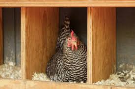 Lightweight plastic nesting boxes will need to be attached to something so they don't move when the hens are using them. Making Chicken Nesting Boxes Hgtv