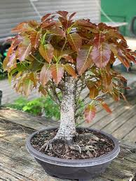 Image result for Ficus ingens