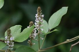 Image result for Neonotonia wightii