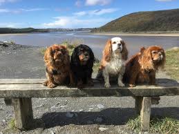 What to look for in pet and dog bike trailers? The Camel Trail The Barking Buglethe Barking Bugle