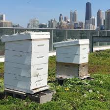 excellent rooftop chicago location 7th floor full exposure to north west wind survivor hive on left hope to split th rooftop chicago chicago location rooftop