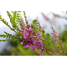 Image result for Indigofera erythrogramma