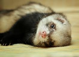 Vomiting In Ferrets