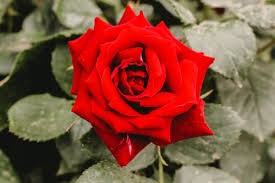free stock images with the color red ff0000 creative wedding gifts red rose flower beautiful red roses
