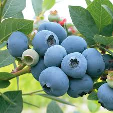 What fruit grows in alaska? Sweetheart Blueberry Blueberry Plants Stark Bro S