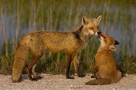 Fox Photo Mom And Baby Fox Baby Fox Fox Mom And Baby
