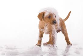 Or il n'y a pas de mauvais. Nouvelles Stations De Lavage Canin En Libre Service Juillet 2018