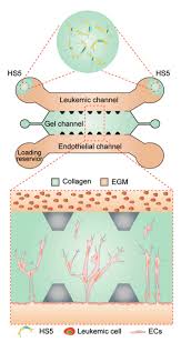 Projected beam smoke detectors should always be mounted to stable mounting surfaces. Micromachines Free Full Text Vascularized Microfluidics And The Blood Endothelium Interface Html