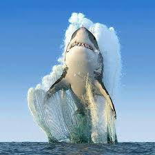 Great White Shark Jumping Attack Cape Town South Africa Funny Thing I Just Made Some Crab Cakes While Watching The Animals Animals Beautiful Ocean Animals