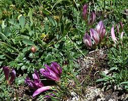 Image result for Trifolium polystachyum