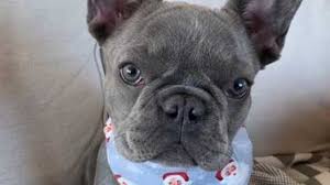 Find the perfect french bulldog puppy for sale in oregon, or at puppyfind.com. French Bulldog Puppy Stolen Woman Beaten In Sf Attack