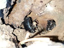 Dear kf tung, this is a gorgeous bee. Large Carpenter Bee Project Noah