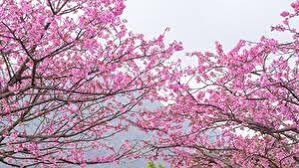 We did not find results for: Photo Sakura Pink Color Flowers Branches Flowering Trees