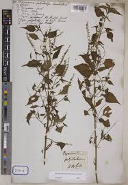 Image result for Basilicum polystachyon