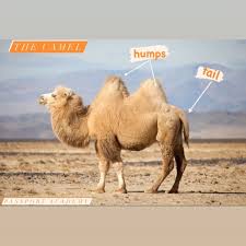 Then it is not a camel, it is a dromedary. Facebook