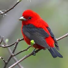 Scarlet Tanager Kus Guzel Kuslar Rengarenk Kuslar