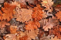 To leave someone in a…. Maroon Definition Of Maroon By Merriam Webster