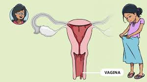 Hola Menstruación! (Español) - Menstrupedia Taller de Conciencia ...