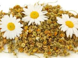 Cu cat este mai curata si mai pura apa cu care este facut ceaiul de musetel, cu atat mai puternice. Musetelul Floarea Care Te Vindeca Si Te Face Mai Frumos SÄƒnÄƒtatea BuzoianÄƒ