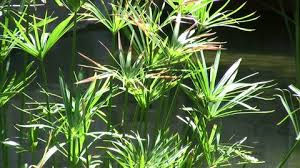 Cyperus alternifolius is also know under the common names umbrella papyrus, umbrella sedge or umbrella palm. Papyrus Plant In Water Cyperus Stock Footage Video 100 Royalty Free 1236853 Shutterstock