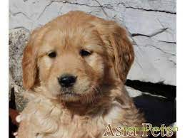 Golden Retriever Puppy For Sale In Kathmandu Best Price In Nepal Retriever Puppy Golden Retriever Fox Terrier Puppy