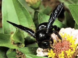 Pur essendo degli animali con attività prevalentemente diurna, a volte è possibile vederli anche durante la notte. Conosciamo Il Calabrone Natura Mediterraneo Forum Naturalistico