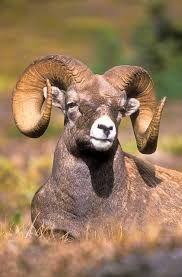 Rocky Mountain Bighorn Ram In The Canadian Rocky Mountains Jasper National Park Alberta Canada Photo Jerry Merc Animals Animals Beautiful Animal Pictures