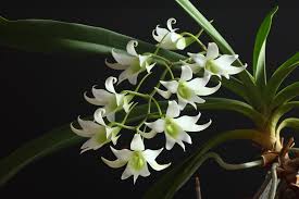 Image result for Disa robusta