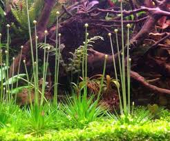 Image result for Eriocaulon africanum