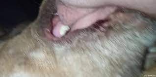 Dude fucks a dog throat to dominate the beast