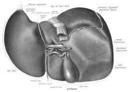 Liver pathophysiology and schematic diagram. Liver Wikiwand
