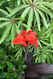 Image result for Persicaria madagascariensis