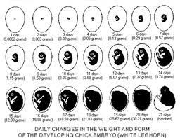 You can try incubating an egg for a few days before checking to see if an embryo is. Backyard Poultry Hatching Chickens Chickens Chicken Eggs