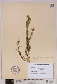 Image result for Pascalia glauca