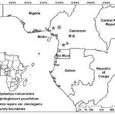 Image result for Rhaptopetalum evrardii