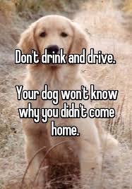 Don T Drink And Drive Your Dog Won T Know Why You Didn T Come Home Dont Drink And Drive Whisper Quotes Whisper App Confessions