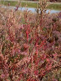 Image result for Suaeda sp. B