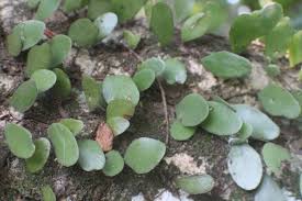 Image result for Pyrrosia rhodesiana